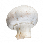 Eddy Alkemademushroom consultancy AMC